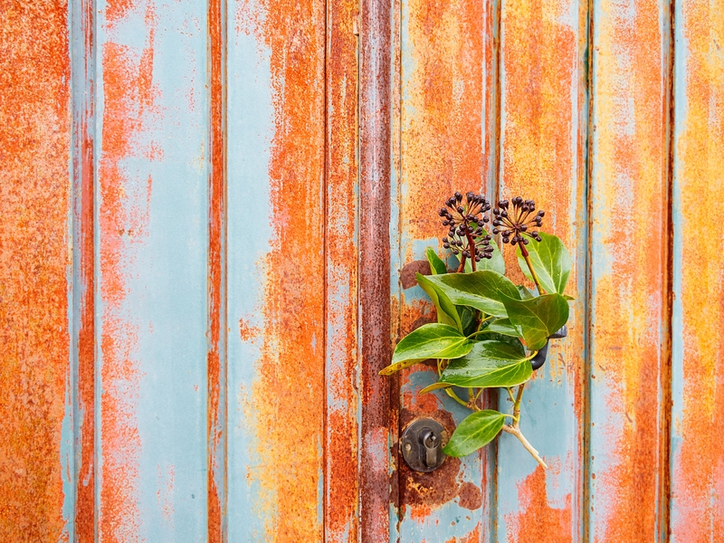  foto mostra a visão frontal e aproximada de uma porta de metal azul bastante enferrujada. À direita, a fechadura de metal da porta, com um ramo de folhas verdes pendurado na porta.